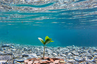 Con Quoise Eyewear germoglia RePlant, l'iniziativa di Marevivo per rigenerare la flora marina