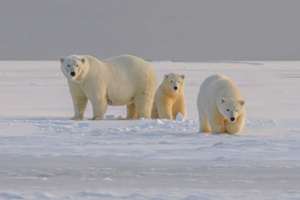 Giornata mondiale dell'orso polare