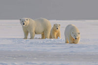 Giornata mondiale dell'orso polare