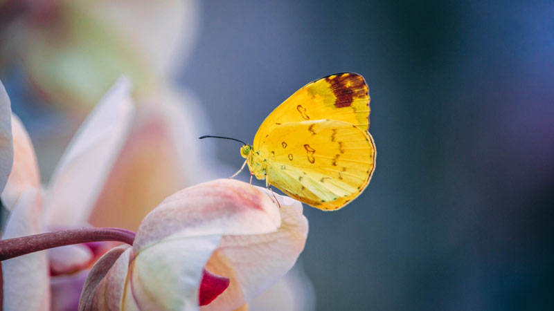 Giornata Mondiale della Biodiversità perché è così importante?