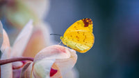 Giornata Mondiale della Biodiversità perché è così importante?